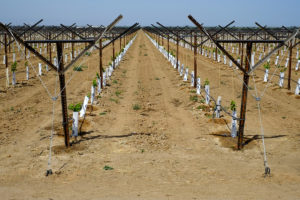 KERN COUNTY, CA - MAY 6, 2015: Despite the severe drought, this Central California farm has a newly-planted vineyard. The small grape plants are served with an extensive drip irrigation system.